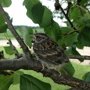 Meet your Posher, Timm